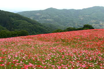 ポピーと山