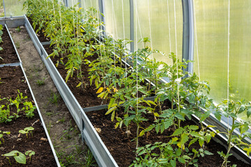 backyard greenhouse with suspended tomatoes