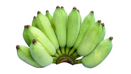 Green bananas are just the right size isolated on white background.