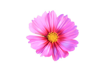 pink cosmos flower isolated on white background. © Parichart