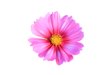 pink cosmos flower isolated on white background.