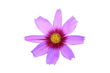 pink cosmos flower isolated on white background.