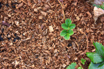 Young offshoot of a strawberry on a sawdust bedding