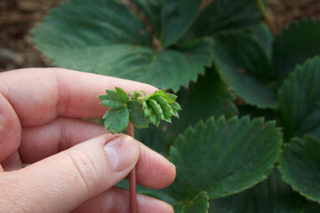 Strawberry. Young mustache of a berry bush in a hand of a farmer