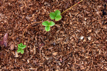 Young offshoots of a strawberry bush on a wet sawdust bedding after watering