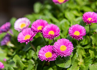 Obraz premium pink flowers in the garden