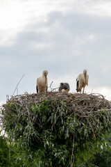 Storch