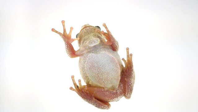 喉を動かすカエルの裏