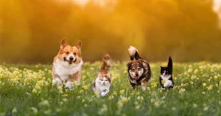 Keuken foto achterwand Weide group of pets two cats and a couple of dogs walking on the grass in a sunny summer meadow