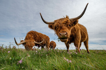 Schottisches Hochlandrind