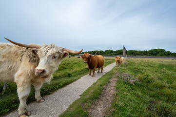 Schottisches Hochlandrind