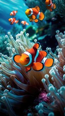 Naklejka na ściany i meble clownfish in a coral reef