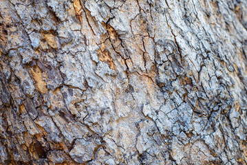 Texture of the bark of a tree. Background.