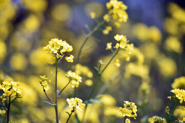 Obraz premium Rapeseed. Brassica napus. are blooming in sunny summer day. yellow flower, isolated on blurred natural background. agriculture, in Europe or Asia. floral background. growing in the field, soft focus
