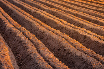 Till the soil. Prepare the soil for sowing. Rows of furrows in fields are plowed in preparation for planting crops. Brown soil. Area for agriculture. farm
