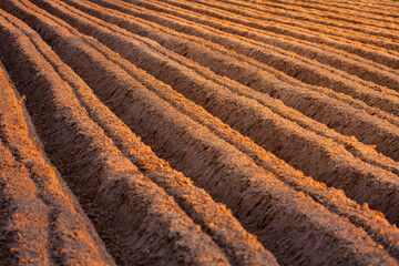 Till the soil. Prepare the soil for sowing. Rows of furrows in fields are plowed in preparation for planting crops. Brown soil. Area for agriculture. farm