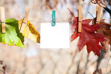 on a rope a piece of white paper for an inscription, notice, autumn leaves. place for ads....