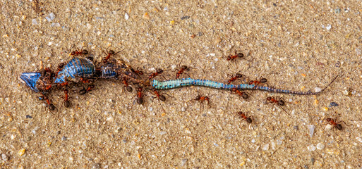 Group of ants carrying dead lizard, cement background