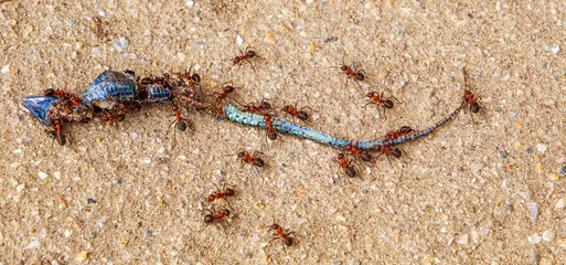 Group of ants carrying dead lizard, cement background