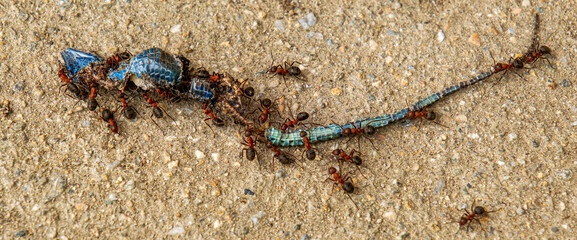Group of ants carrying dead lizard, cement background