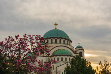 Fototapeta na wymiar Temple of St. Sava against the backdrop of magnolia flowers, Belgrade