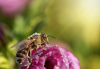 Honey bee  is sitting on Hibiscus flower closeup.