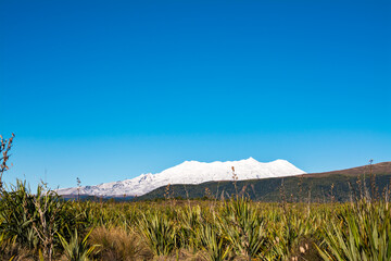 Snow blanketed range of Mt Ruapehu dominate over rural landscape with green fields and distant forest. Tongariro National Park, New Zealand