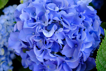 鬱陶しい梅雨の時期に鮮やかな色味で楽しめる紫陽花。様々な品種が楽しい