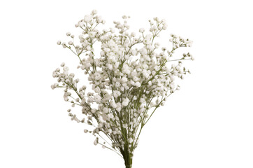 Naklejka premium branch of a Baby's breath