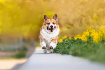 cute and joyful corgi dog runs merrily on a sunny spring day