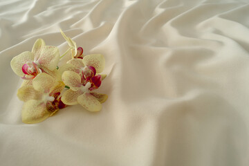 Tropical orchids on smooth luxury silk. Minimal background concept. Nature aesthetic idea.
