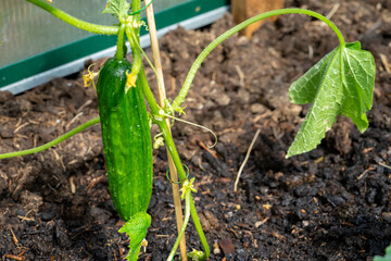 cucumber growing in the greenhouse