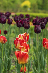 red and purple tulips in the garden