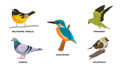 Set of birds flat vector illustration. Bird collection of Baltimore oriole, Pigeon, Kingfisher, Parakeet and Goldfinch. Flat cartoon vector illustration isolated on white background