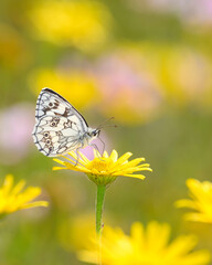 The marbled white - Melanargia galathea resting on ox-eye - Buphthalmum salicifolium