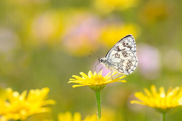 The marbled white - Melanargia galathea resting on ox-eye - Buphthalmum salicifolium