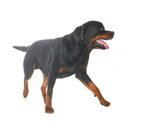 rottweiler in studio