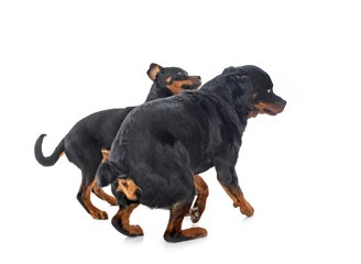 Obraz premium puppy rottweilerand adult in studio