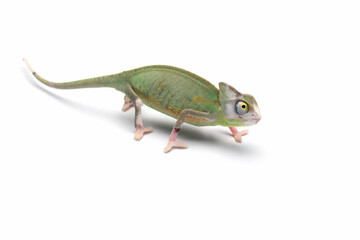 Baby High Pied Veiled Chameleon isolated on white background.