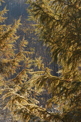 Morning sunlight on conifer trees