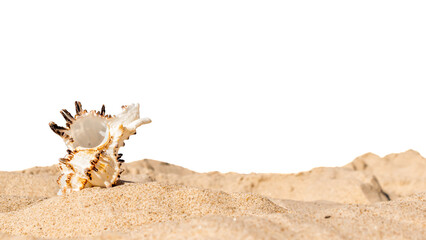 shells of sea snail on sand on a transparent background. png