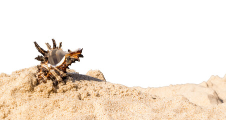 shells of sea snail on sand on a transparent background. png