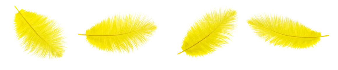 Foto op Plexiglas yellow ostrich feathers on a transparent isolated background. png © Krzysztof Bubel