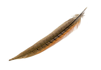 pheasant feathers on a transparent isolated background. png