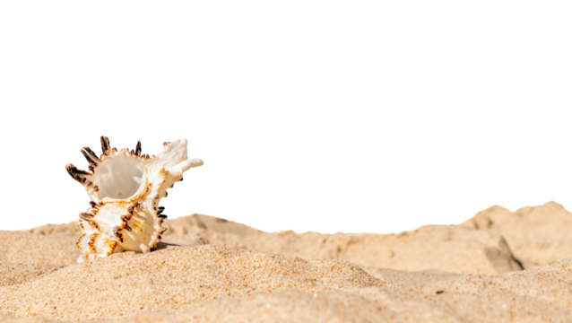 shells of sea snail on sand on a transparent background. png