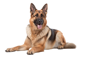 Fototapeta premium german shepherd puppy