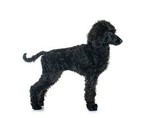  puppy standard poodle in studio