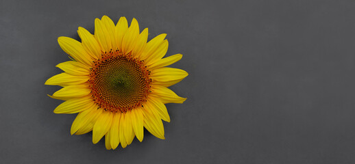 Blooming sunflower on dark gray background with copy space top view.