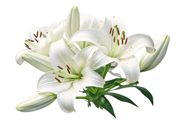 white lily flower - obrazy, fototapety, plakaty