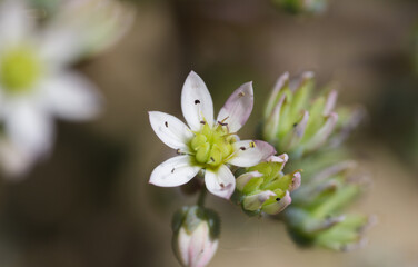 Sedum dasyphyllum - Erba della madonna - Stonecrop